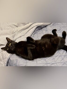 Zoey’s birthday April 17th she is two yrs old